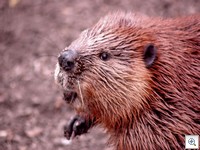 Beaver