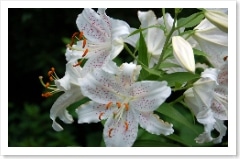 Flowers at the Elizabethan Gardens